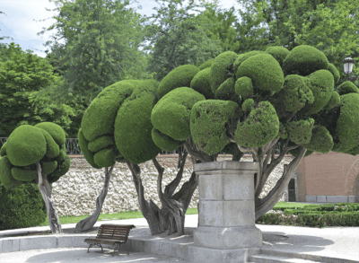 Trees parterre Retiro