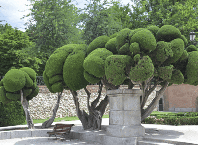 Les arbres du parterre du Retiro
